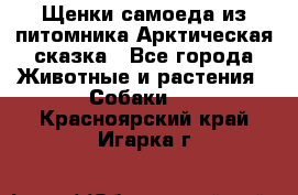 Щенки самоеда из питомника Арктическая сказка - Все города Животные и растения » Собаки   . Красноярский край,Игарка г.